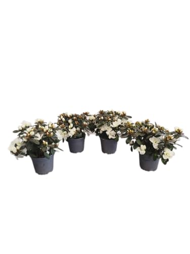 Azalea Blanca Pack 4 Plantas Naturales con Flores de Color Blanco