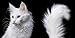 Feline: Photographs