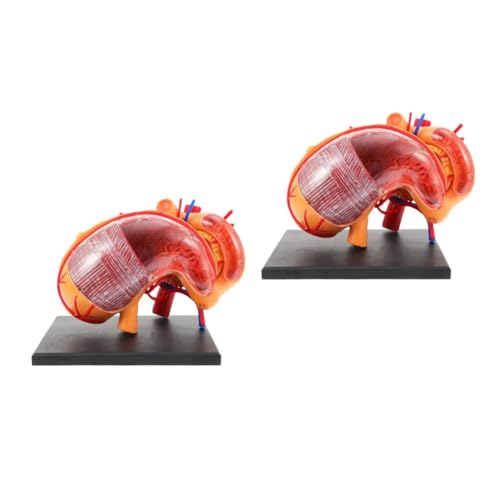 Amosfun 2 Piezas de Estómago para Enseñanza Herramienta de Anatomía para Clases de Ciencias y Educación Infantil