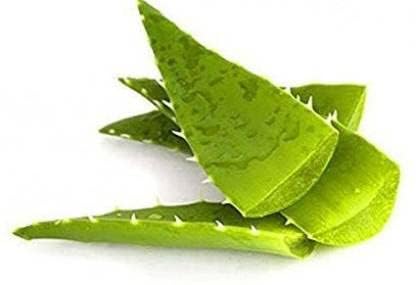 See full amazon price history chart for Aloe Vera (500G) BIG Fresh Leaves - for Your Home Outdoor Gardening (500G-Aloe Vera Fresh Leaves) Aloe Vera (500G) BIG Fresh Leaves - for Your Home Outdoor Gardening (500G-Aloe Vera Fresh Leaves) (B0D38CLMD6) Amazon Price History, Amazon Price Tracker