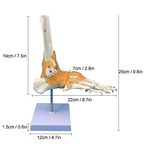 Image of Human Foot Model Anatomical Ankle Skeleton Bones with Ligament Life Size Human Skeleton Model for Medical Study & Science Classroom