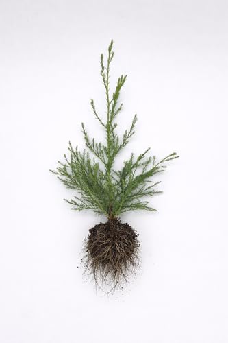 3st. Mammutbaum 20-40cm Sequoiadendron giganteum Riesenmammutbaum Mammutbäume