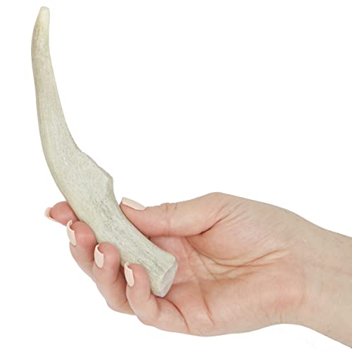 Prairie Dog Antlers | North American Whole Deer Antler | Medium |Naturally Shed | Hand Harvested | Nutrient Rich | 6-7.5 Inches Long #TOP2