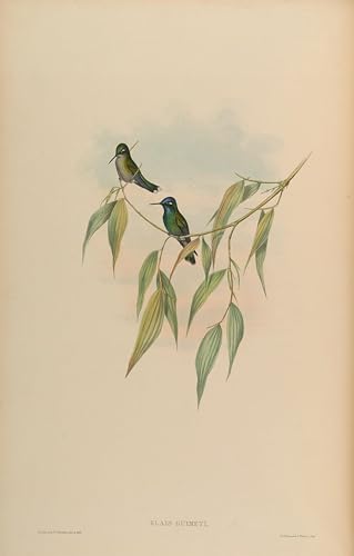 Art Mural Oiseau John Gould 60x90cm pour Habiller un Mur Vide