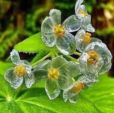 Generic New Fresh 50pcs Skeleton Flower Seeds