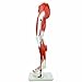 Wellden Deluxe Medical Anatomical Muscular Leg Model, 13 Parts, Life Size