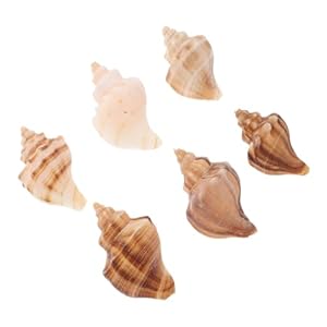 Milisten 6 Stück Muschelhörner Dekoration