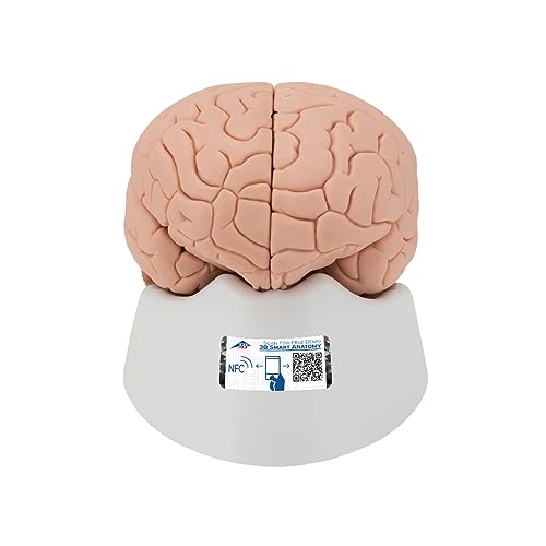 3B Scientific C16 Encéfalo Clásico, desmontable En 4 Piezas + App de anatomía gratuita - 3B Smart Anatomy