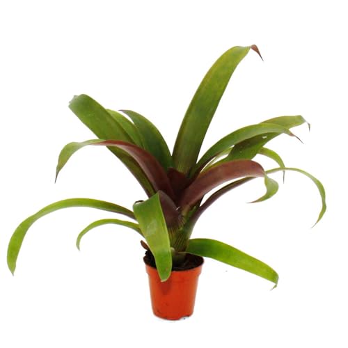 Lot de 4 mini broméliacées Nature's Touch en pot de 5,5 cm pour déco - 4