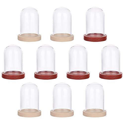 NBEADS 10 conjuntos de mini flor eterna cúpula de vidro cloche, vitrine de vidro transparente com base de madeira de 2 cores pote de sino cloche para centros de mesa plantas rochas espécimes decorações artesanato, 1,6 x 1