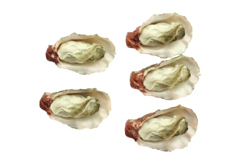 speed mao 本物 そっくり おいしそうな 牡蠣 食品模型 食品サンプル 5個 セット