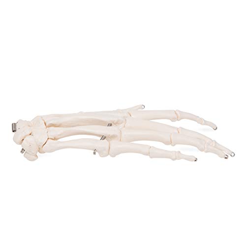 Image of 3B Scientific GmbH T300242 Comparison of Mammals Fore Limbs