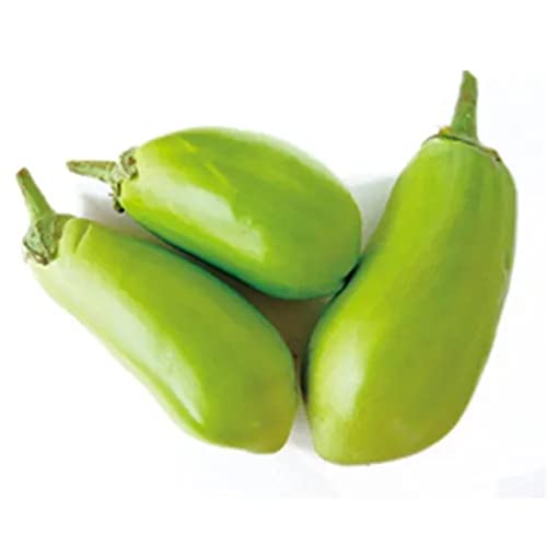 Green Eggplant 200+ Applegreen Eggplant Seeds Very Tasty Asian Thai Indian Bangladeshi Begun Oz Grown #TOP2