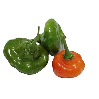 Buy Aji Cachucha Criollo Aji Dulce Cachucha Pepper Aji Gustoso Aji Cachucha Cubano Sweet Pepper Pinton Online In Indonesia B07jr3rr2c