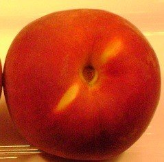 karla rose nectarine