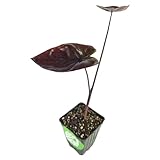 Black Sapphire Gecko Elephant Ear Live Plant - Colocasia