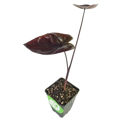 Black Sapphire Gecko Elephant Ear Live Plant - Colocasia