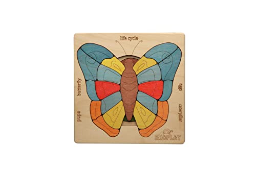 Life Cycle of A Butterfly