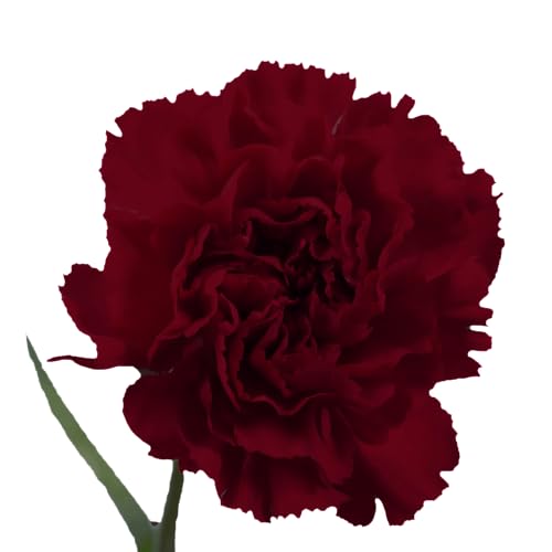 GlobalRose 400 Burgundy Carnations - Fresh Flowers Bouquet for Wedding, Birthday, Anniversary, Bridal Shower, or Home Decor - Flowers Delivery Gift - Thumbnail 2