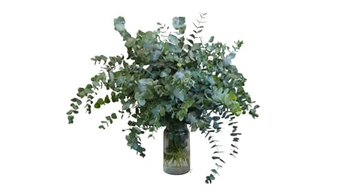 Imagen de FLORES SOLIDARIAS Ramos de Flores Naturales Eucalipto Ramo Fresco de Calidad para Regalo