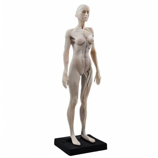 Amazon.com: 【Human Anatomy Model】- 1/6 life-size Male&Female