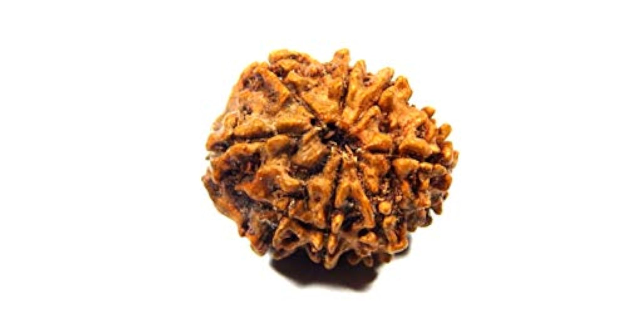 Original 8 Mukhi Rudraksha Nepal Bead