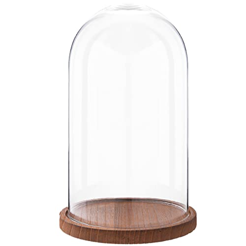 HAES DECO - Cloche en Verre avec Socle en Bois Marron - Diamètre 16 cm et Hauteur 28 cm - Cloche en Verre Décorative Transparente avec Plateau en Bois - ST019461