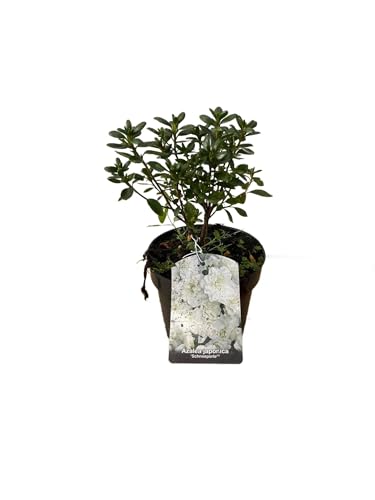 Fresh Plants Pflanze - Japanische Azalee - Azalea japonica ‘Schneeperle’ Topf Ø 15 cm - Höhe ca. 35 cm