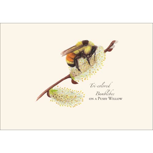 Image of Earth Sky + Water - Spring Bee Assortment Notecard Set - 8 Blank Cards with Envelopes (2 each of 4 styles)