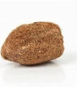 Original Ekakshi Nariyal One Eye Coconut for Puja Original Akshi/Ekakshi Nariyal (One Eye Coconut) for Lakshmi Pooja & Worship | Rare Sacred Ekakshee 1 Piece
