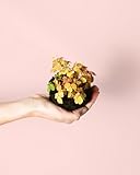 Pur Plant