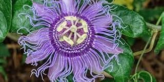 Maypop Passionflower/Passion Fruit Seeds - 15 Seeds