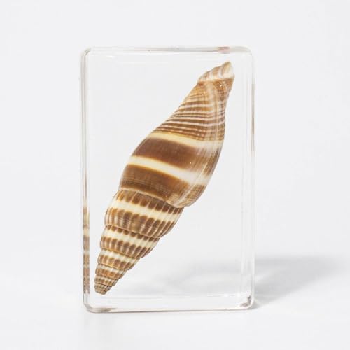Image of 10pcs Taxidermy Crab Conch Starfish Seahorse, Oceans Animals Specimens in Resin, Clear Sealed for Closer-Look & Study, Science Educational Classroom Specimens, Unique Amazing Gift (1.8x1.2x0.7-inch)