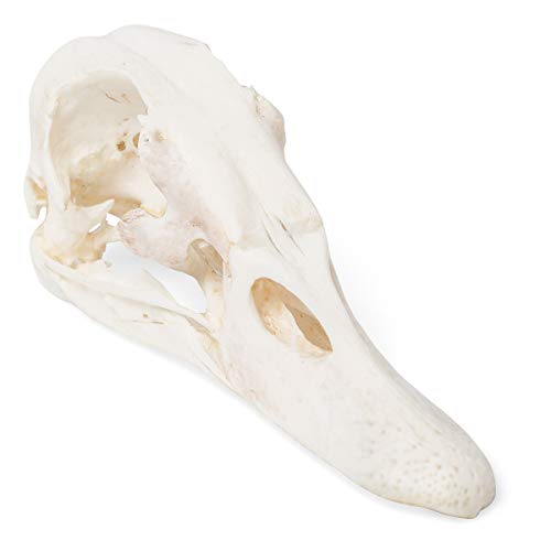 Image of 3B Scientific GmbH T30072 Duck Skull