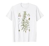 Rosemary Vintage Botanical Plant Gardening