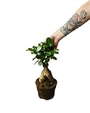 Ficus Ginseng Natural Árbol de Interior de Fácil Cuidado y Elegante Presencia