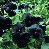 50 Black Pansy Clear Crystals Viola Wittrockiana Flower Seeds *Comb S/H #TOP6