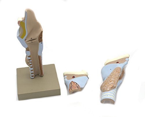 Image of Eisco Labs Model, Human, Lyrnax, Multiple Parts