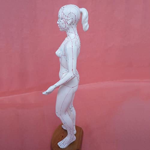 Modèle d'acupuncture chinois de 48 cm pour repérer les points de méridiens - 3