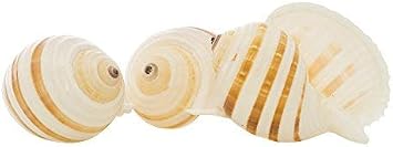 Hermit Crab Shells | Shells for Hermit Crabs | 3 Banded Tonna Shells 3-3.5 | Opening Size Approx. 2.75-3 | Hermit Crab House for Decor | Plus Free Nautical eBook by Joseph Rains