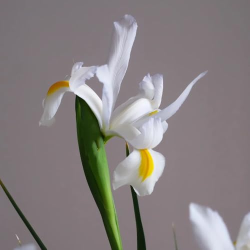 Bulbos de iris, resistentes para balcones. comprar bulbos de regalos de jardin del balcon 4pcs