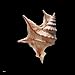 Shells (Jacques and Rita Senders Collection)