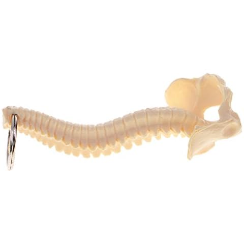 Sharplace Mini Human Spine Skeleton Keychain Cover