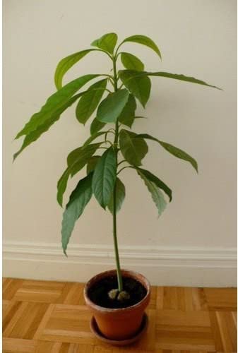 The Entacloo Avocado Plant (KH-218)