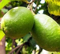 Image of All-Time 12 Months Hybrid GRAFTED Live Gandharaj Lemon Plant Fruit Plant Original & Authentic Organic Tree for Outdoor Fast-Growing Fruit Plant Home Gardens Pack Of-1