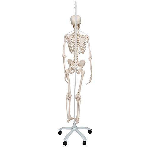 Image of 3B Scientific A15 /3S Physiological skeleton functional skeleton /flexible - 3B Smart Anatomy