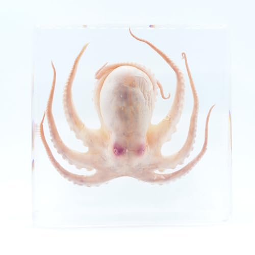 [�����W�{���쏊]�������� �W�{ �^�R/��/octopus/specimen/��/����/�{��/����/����/�ώ@/����/�A�N��������/���W��