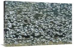 24 x 36 in. Snow Goose Flock Flying, Bosque Del Apache NWR, New Mexico Art Print - Tom Vezo