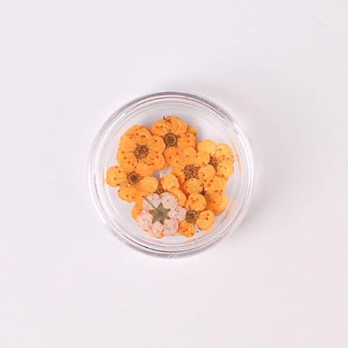 100 piezas flores prensadas secas para arte de uñas DIY miniatura 7