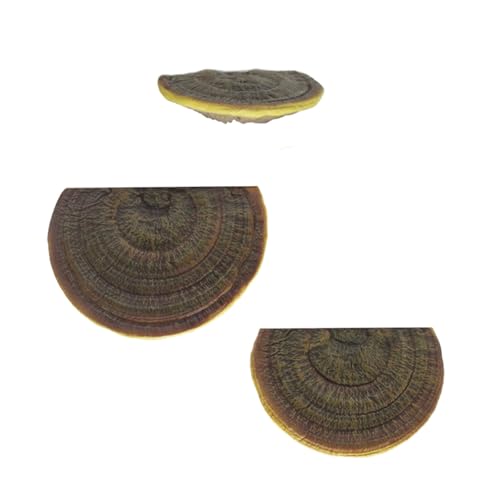 Étagères miniatures champignon étagère murale pour manque de place - 6